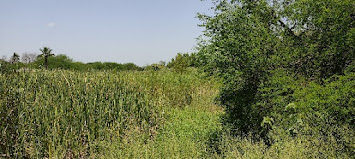 San Juan Wetlands [TX]